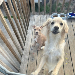 Meet your Posher, Chino